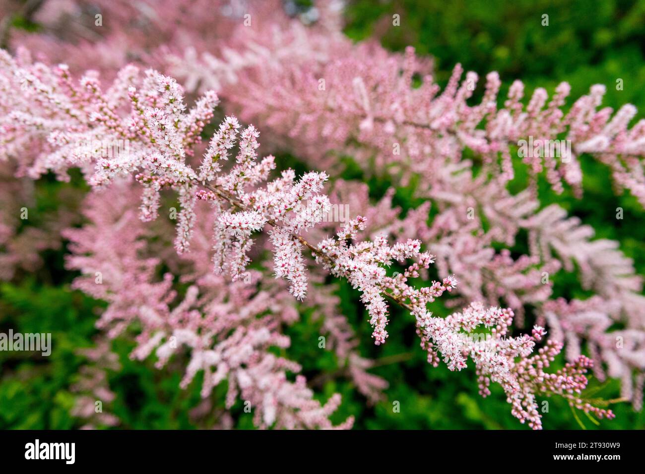 Four-Stamen Tamarisk, Flower, Tamarix tetrandra, Pink blossoms, Shrub Stock Photo