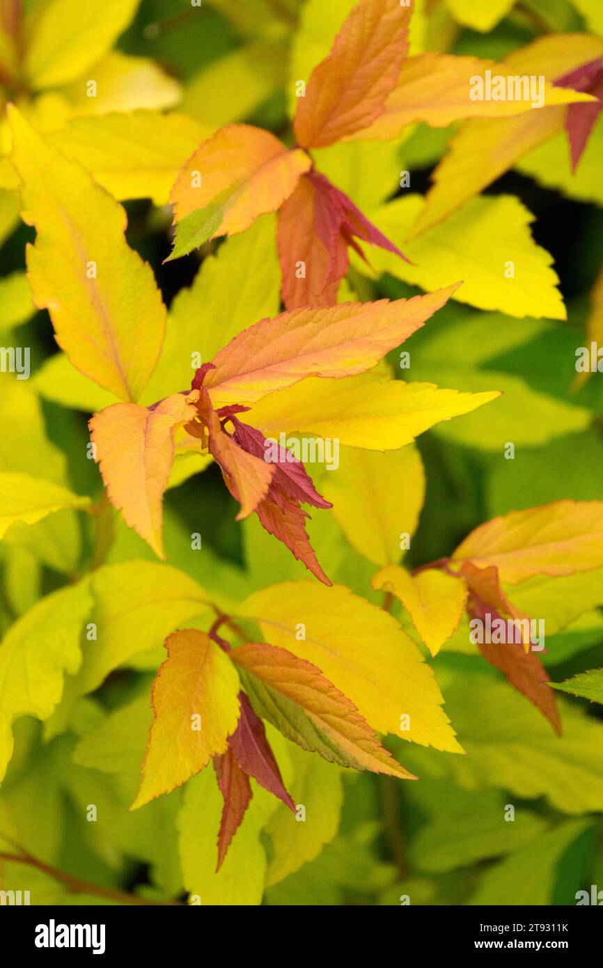 Japanese, Spiraea japonica 'Goldflame', leaves Stock Photo