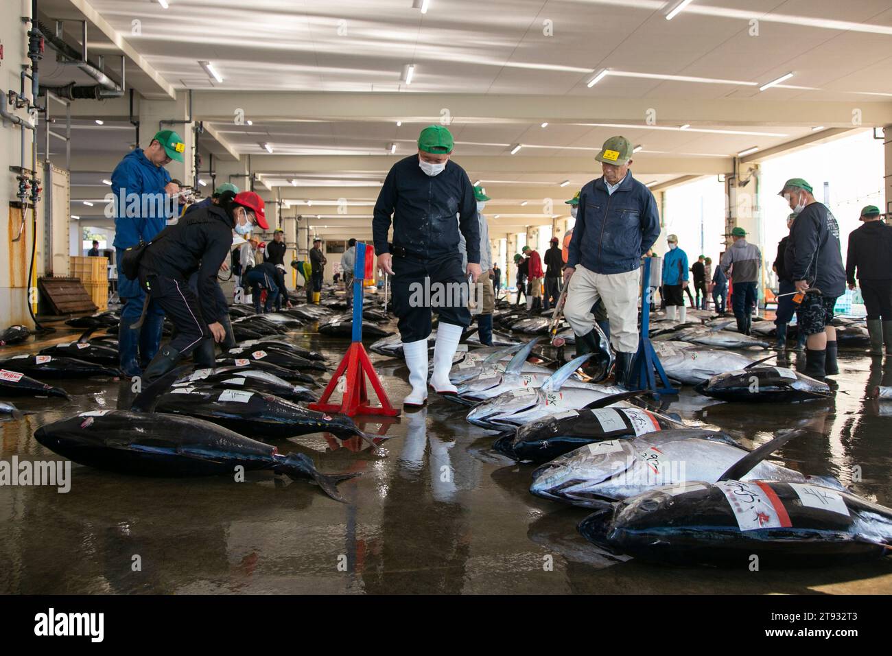 Nachikatsuura, Japan; 1st October 2023 Fishermen and buyers at tuna