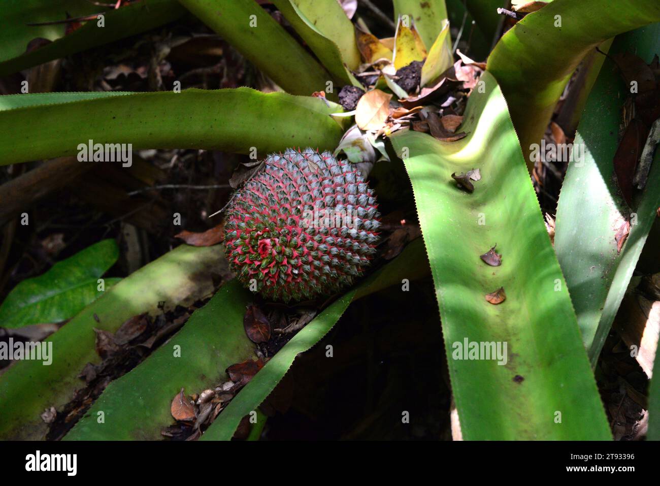 Bromeliad (Aechmea multiflora), inflorescence detail. Sapiranga Mata Atlantica Reserve, Bahia, Brazil. Stock Photo