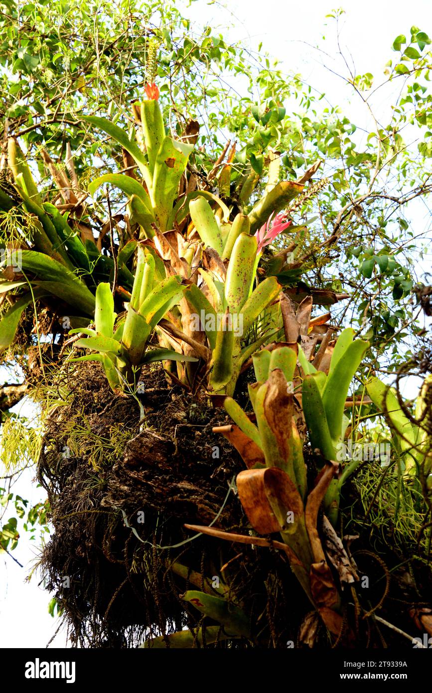 Epiphytes bromeliads (Aechmea nudicaulis) in the rainforest near Paraty, Brazil. Stock Photo