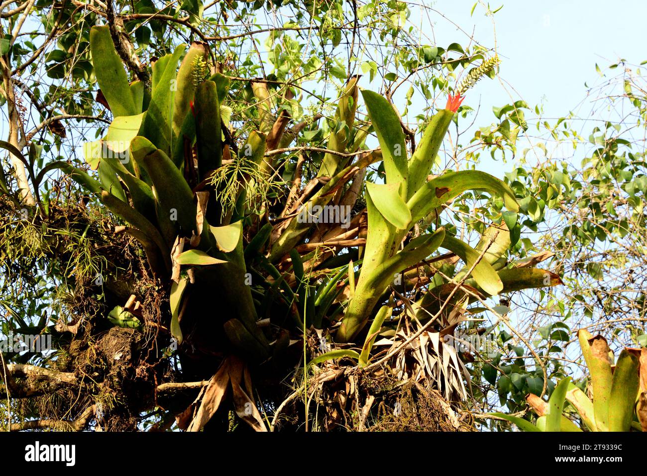 Epiphytes bromeliads (Aechmea nudicaulis) in the rainforest near Paraty, Brazil. Stock Photo
