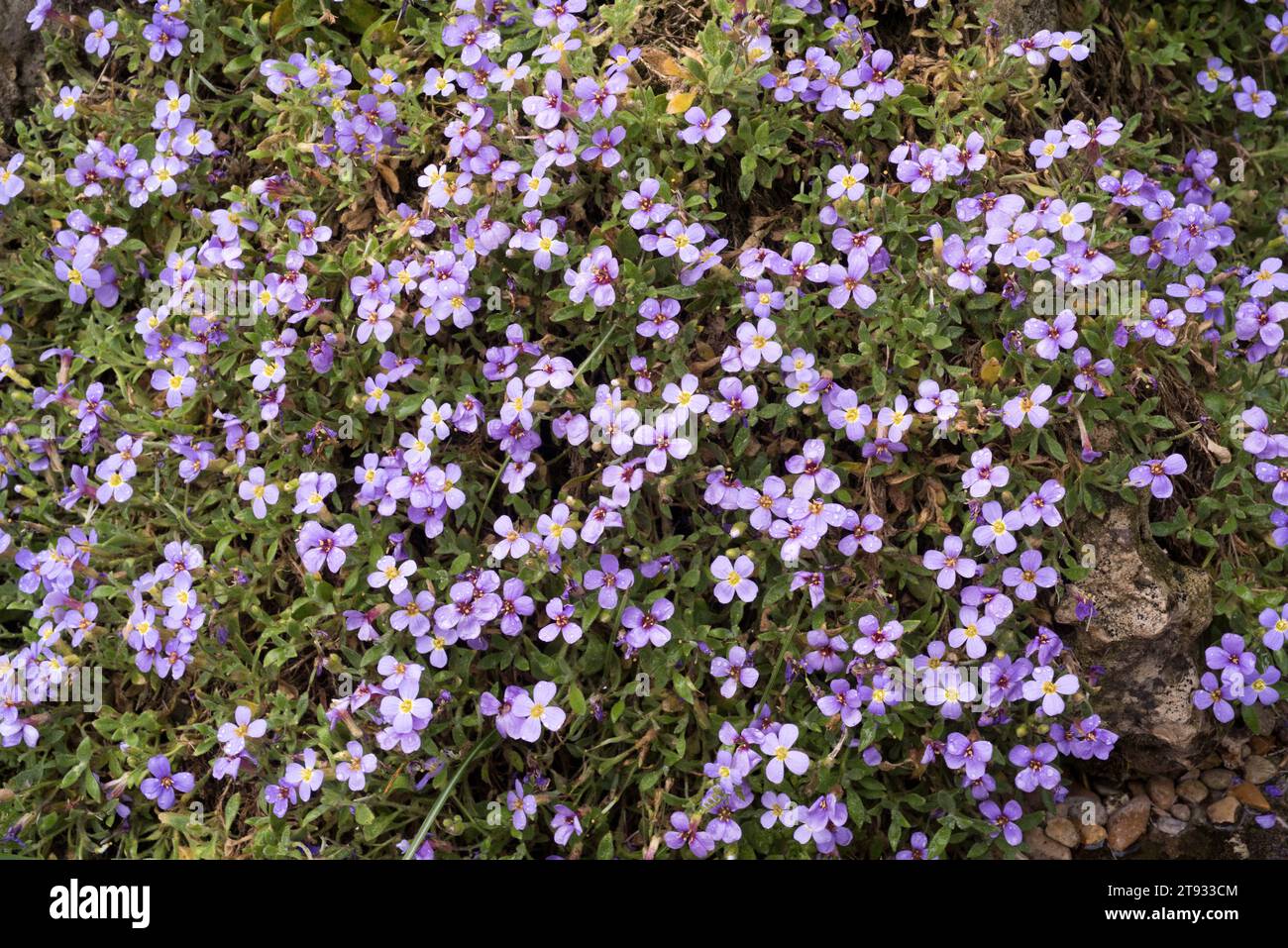 Aubrieta gracilis is a perennial and ornamental plant native to central Asia. Stock Photo