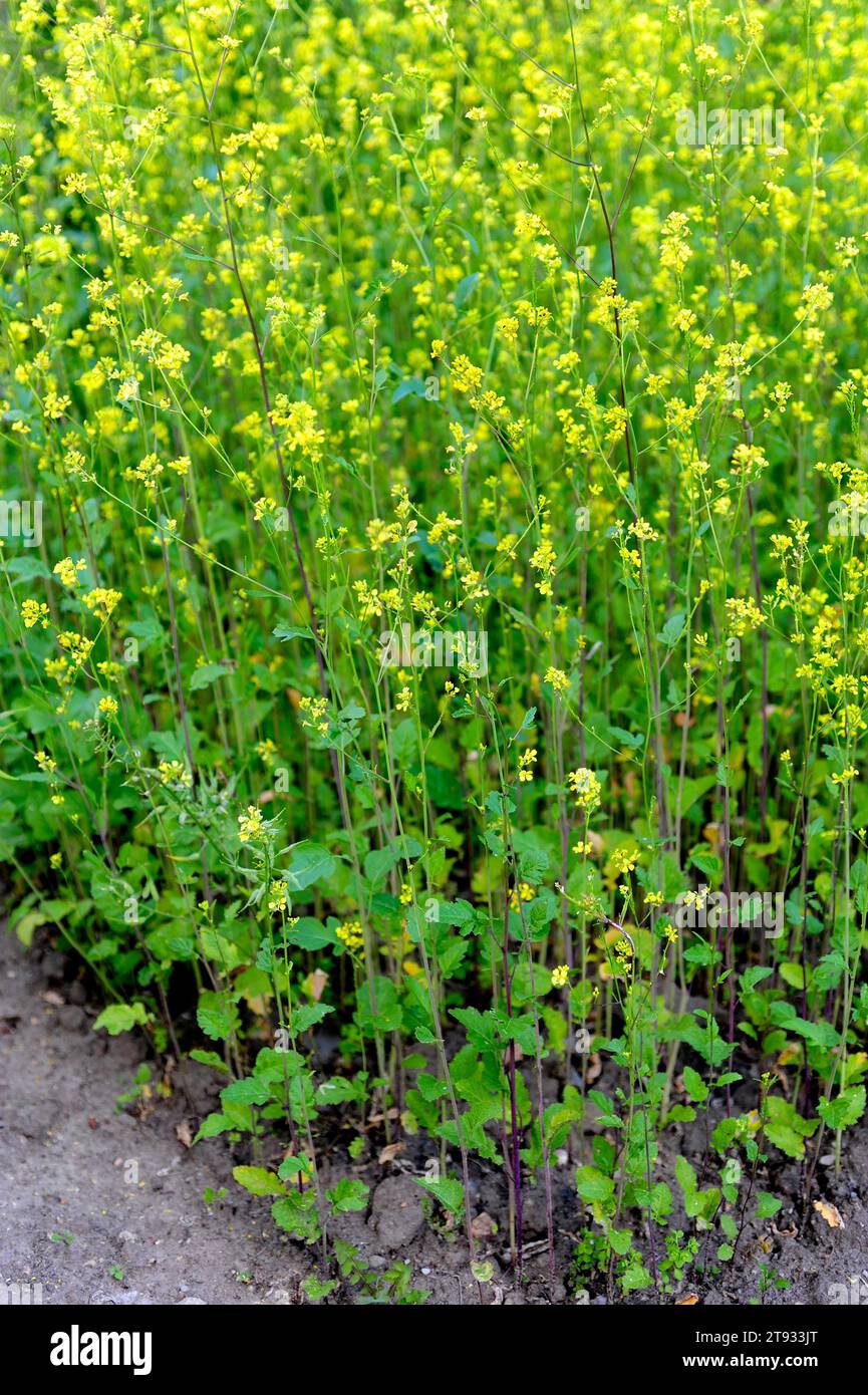 Black mustard (Brassica nigra) is an annual plant cultivated for its