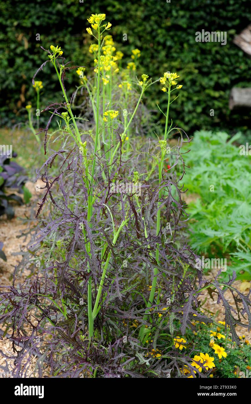 Black mustard (Brassica nigra) is an annual plant cultivated for its