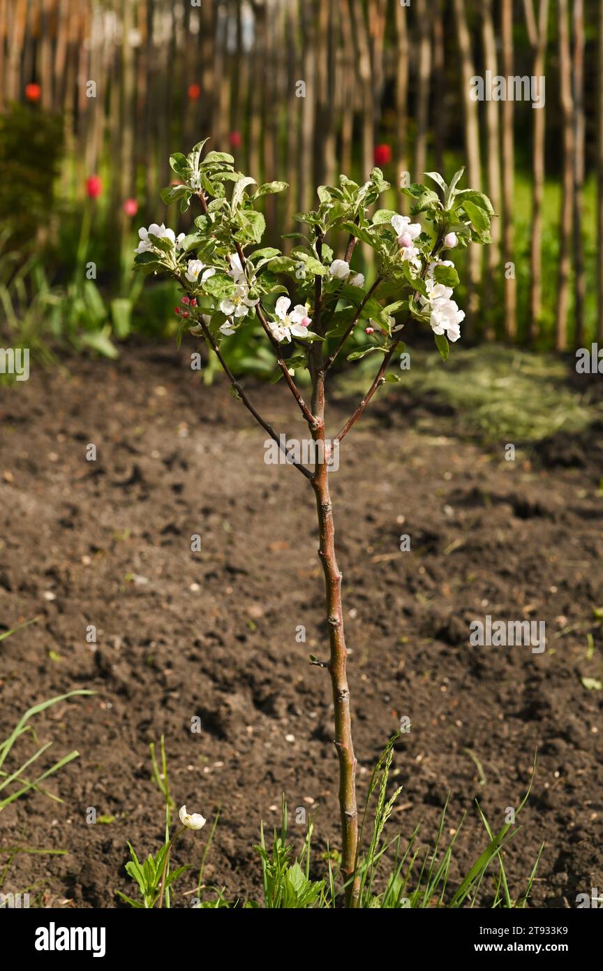 a small apple tree blooms in spring Stock Photo