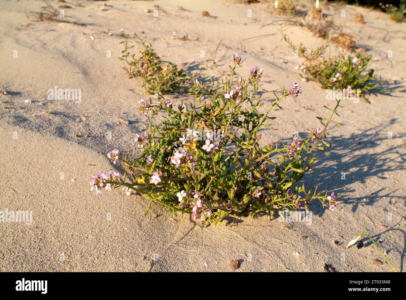 European searocket (Cakile maritima) is a succulent annual plant taht lives in coastlines of Europa, North Africa and West Asia. This photo was taken Stock Photo
