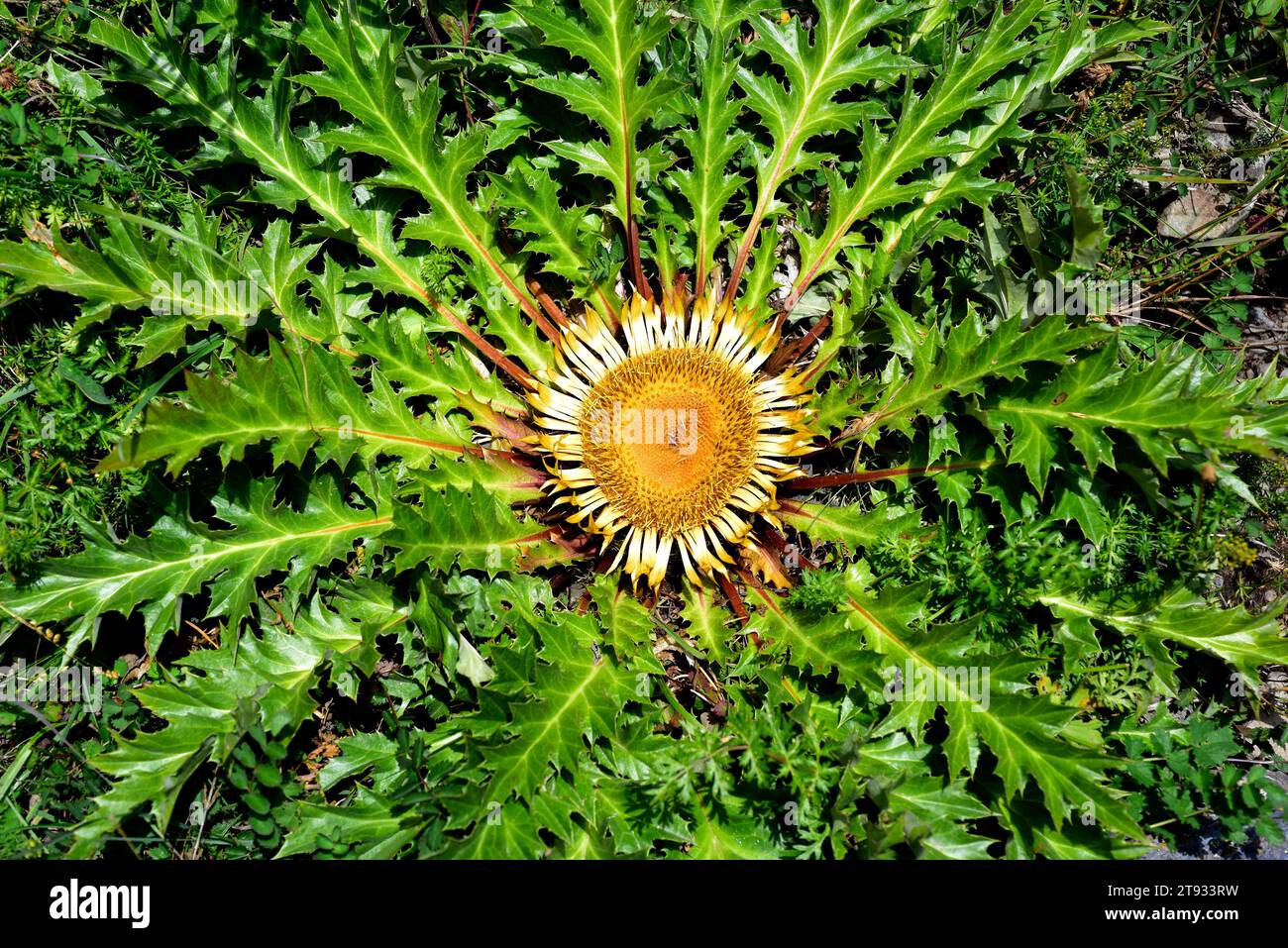 Carline thistle (Carlina acanthifolia cynara) is a biennal plant of thorny leaves. This photo was taken in Montgarri, Pallars Sobira, Lleida, Cataloni Stock Photo