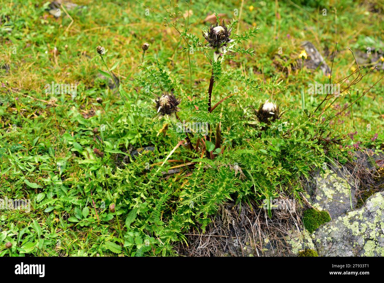 Dwarf carline thistle or silver thistle (Carlina acaulis) is a perennial plant native to alpine regions of Europe. This photo was taken in Val d'Aran, Stock Photo