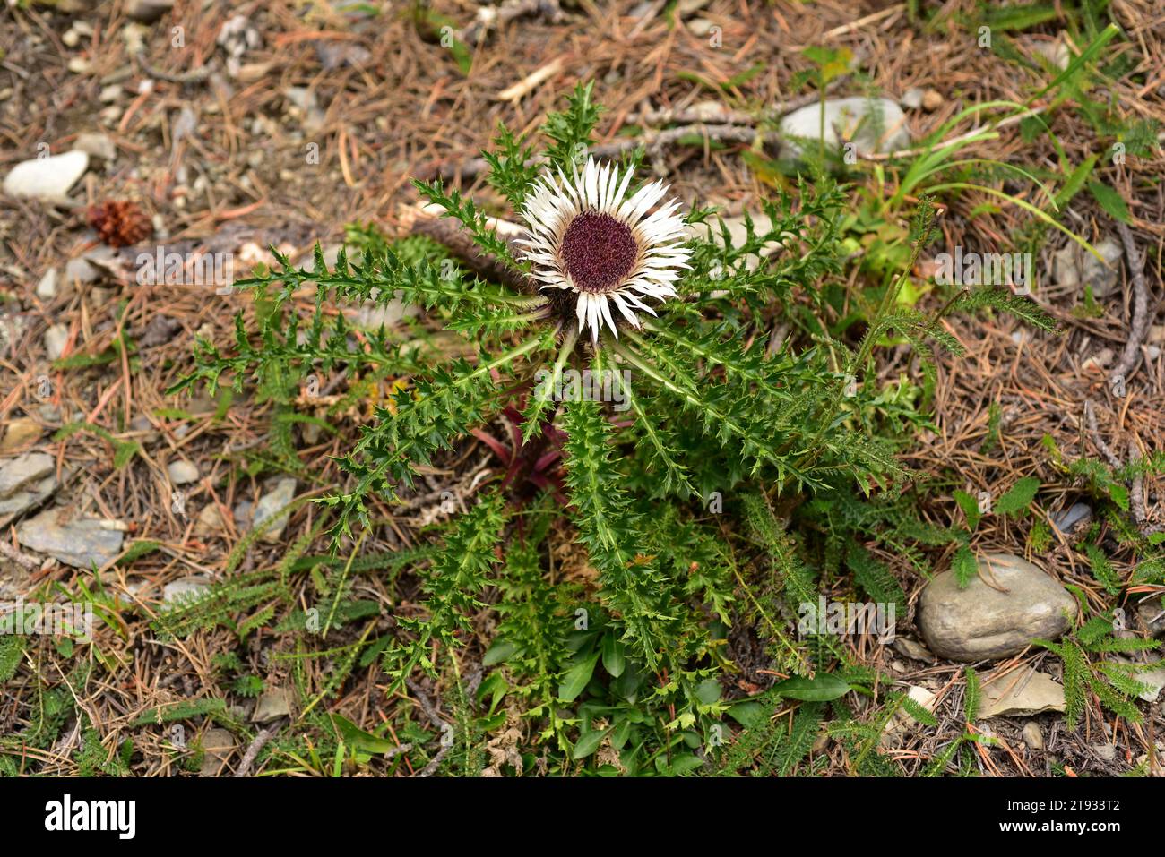 Dwarf carline thistle or silver thistle (Carlina acaulis) is a perennial plant native to alpine regions of Europe. Thid photo was taken in Montgarri, Stock Photo