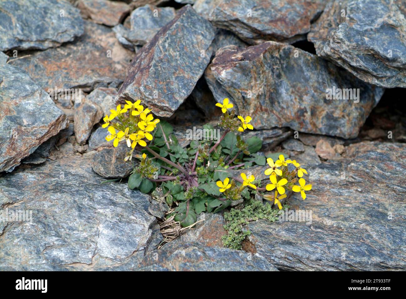 Coincya monensis nevadensis is a Brassicaceae herb endemic to Sierra Nevada National Park, Granada, Andalusia, Spain. Stock Photo