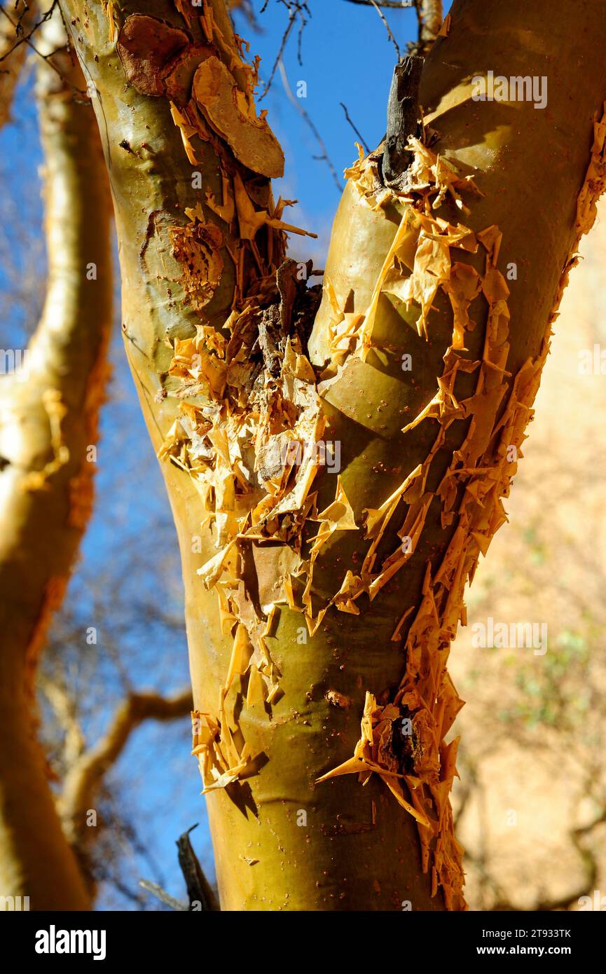 Blue-leaved corkwood (Commiphora glaucescens) is a little deciduous tree of the Burseraceae family. Bark detail. This photo was taken in Spitzkoppe, N Stock Photo