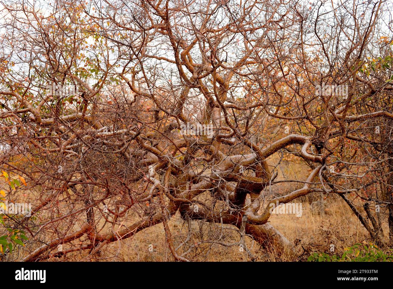 Namibian myrrh (Commiphora wildii) is a little deciduous tree that produces a resine (omumbiri) with aromatic, culinary and medicinal uses. This photo Stock Photo