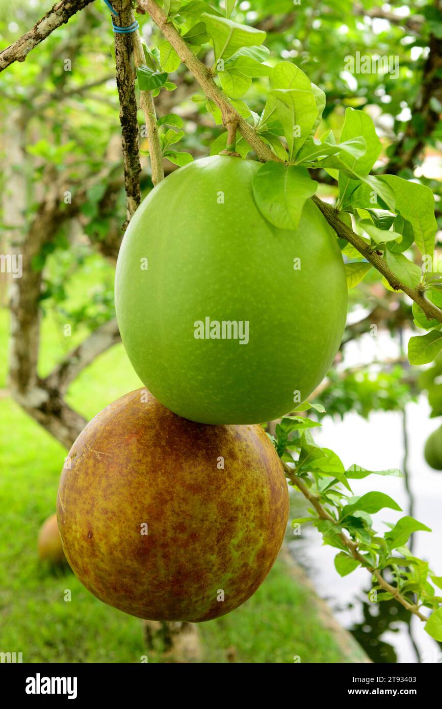 Calabash tree or cuite (Crescentia cujete) is a tree that produce very big fruits calleds bule, guaje, jicara or tecomate. The fruits are used to make Stock Photo