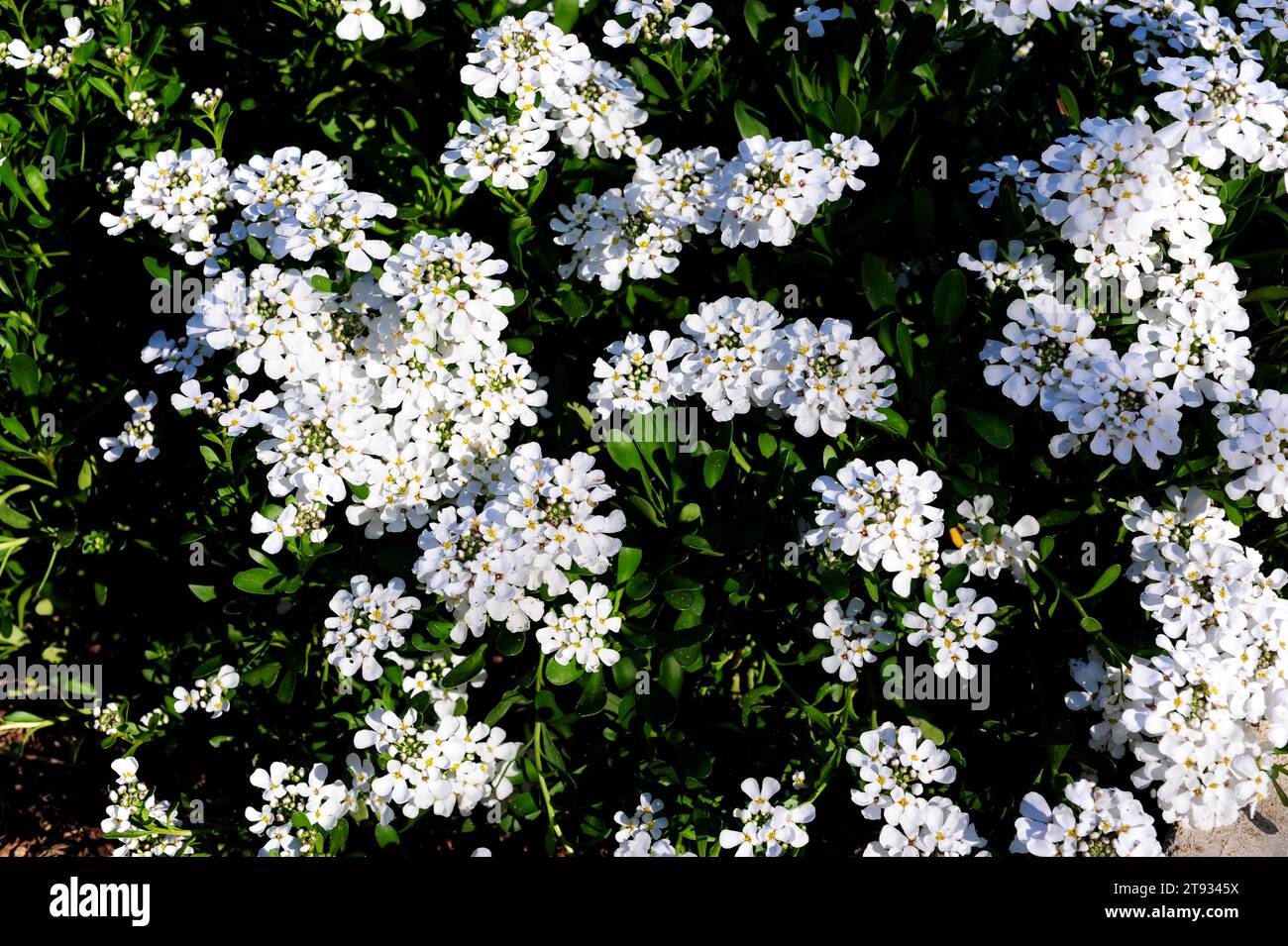 Iberis semperflorens is an ornamental herb of the Brassicaceae family. Stock Photo
