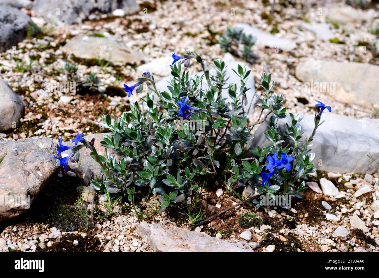 Viniebla azul (Lithodora nitida) is a little shrub endemic to some calcareous mountains of Andalusia, Spain. This photo was taken in Jaen province. Stock Photo