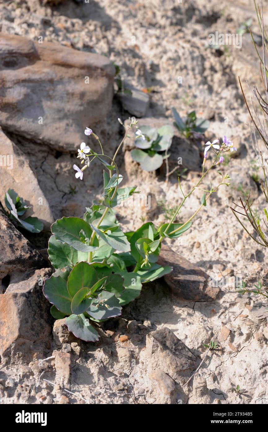 Moricandia foetida is an annual herb endemic to southeast Spain. This photo was taken in Desierto de Tabernas Natural Park, Almeria, Andalusia, Spain. Stock Photo