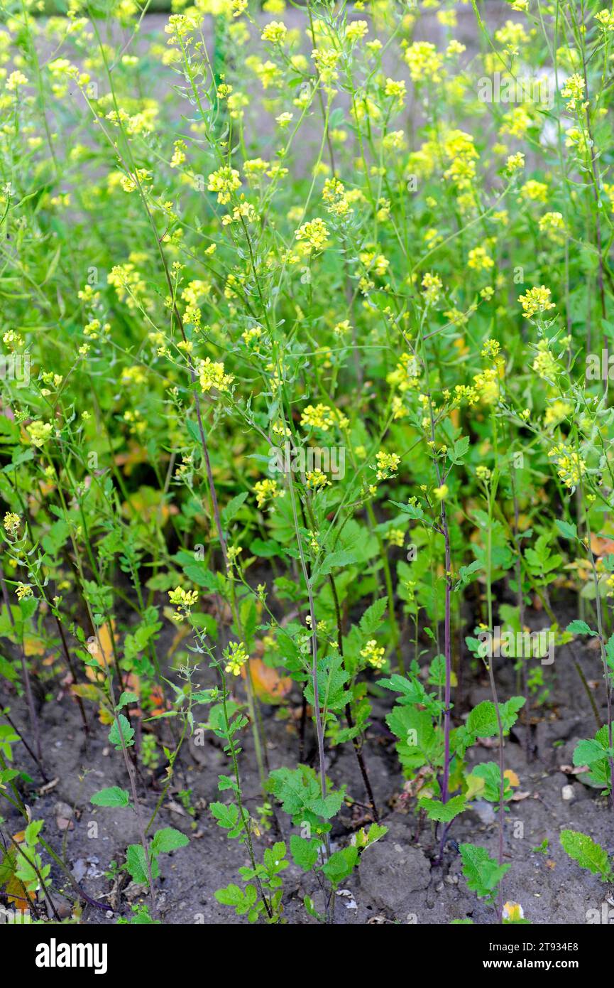 White mustard (Sinapis alba) is an annual herb native to Europe, north Africa and east and central Asia. Stock Photo