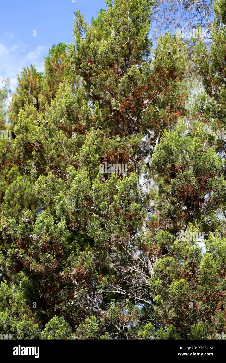 Rottnest Island pine or southern cypress pine (Callitris preissii) is a cypress endemic to Australia. Stock Photo