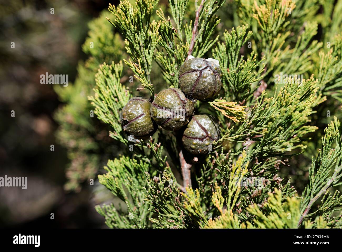 Rottnest Island pine or southern cypress pine (Callitris preissii) is a cypress endemic to Australia. Cones and needle-like leaves detail. Stock Photo