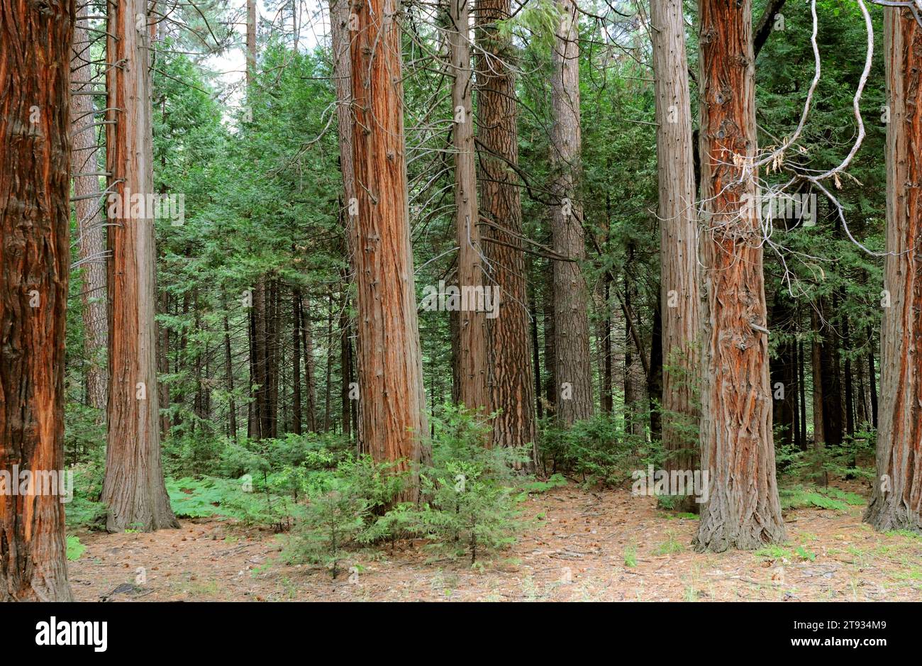 California incense cedar (Calocedrus decurrens or Libocedrus decurrens) is a conifer tree native from northwest Mexico and western USA to Oregon. This Stock Photo