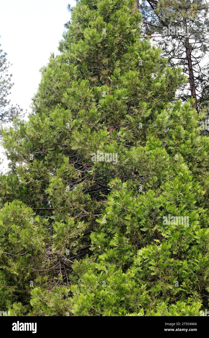 California incense cedar (Calocedrus decurrens or Libocedrus decurrens) is a conifer tree native from northwest Mexico and western USA to Oregon. This Stock Photo