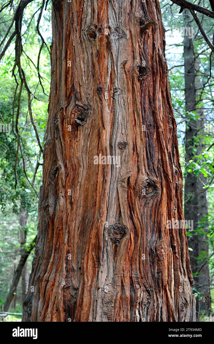 California incense cedar (Calocedrus decurrens or Libocedrus decurrens) is a conifer tree native from northwest Mexico and western USA to Oregon. Bark Stock Photo