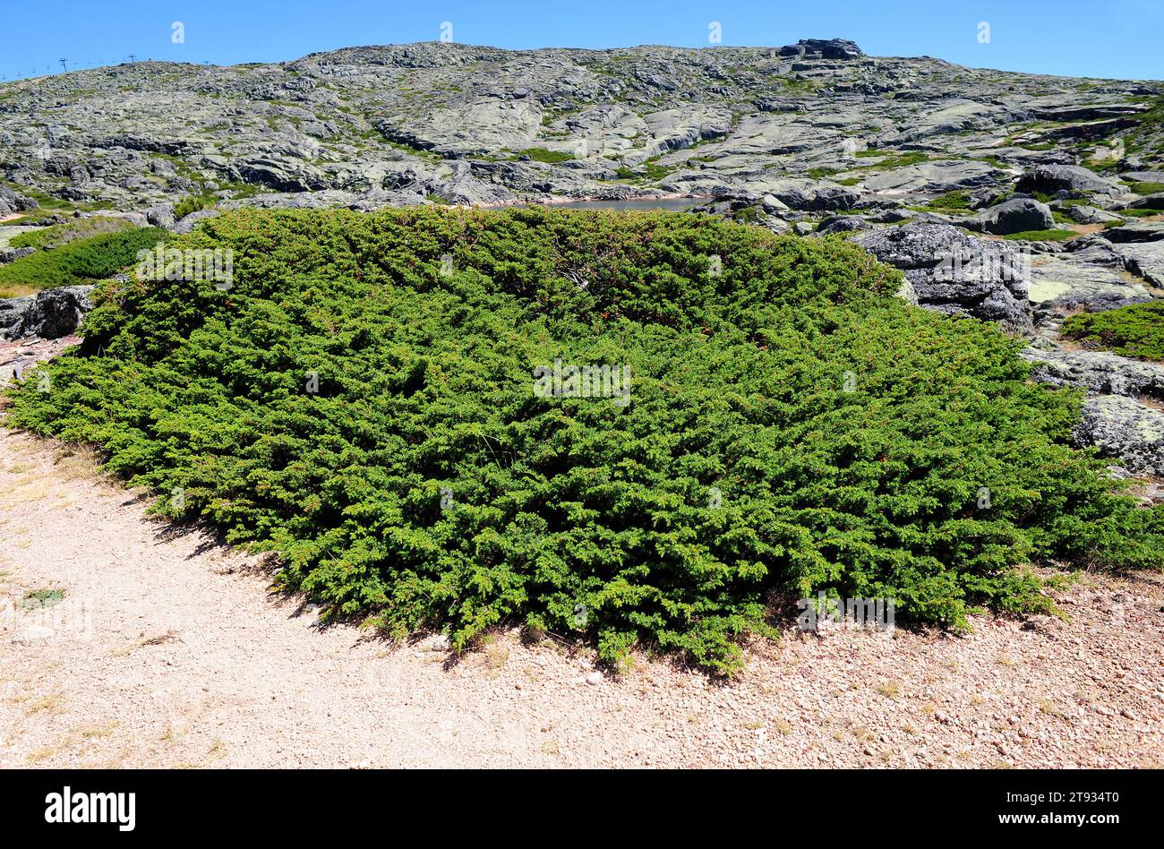 Alpine juniper (Juniperus communis alpina or Juniperus communis nana) is an evergreen prostrate shrub native to subarctic regions of Europe and North Stock Photo