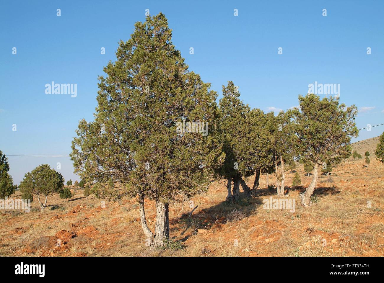 Greek juniper (Juniperus excelsa) is a small tree or shrub native to eastern Mediterranean region. This photo was taken in Turkey. Stock Photo