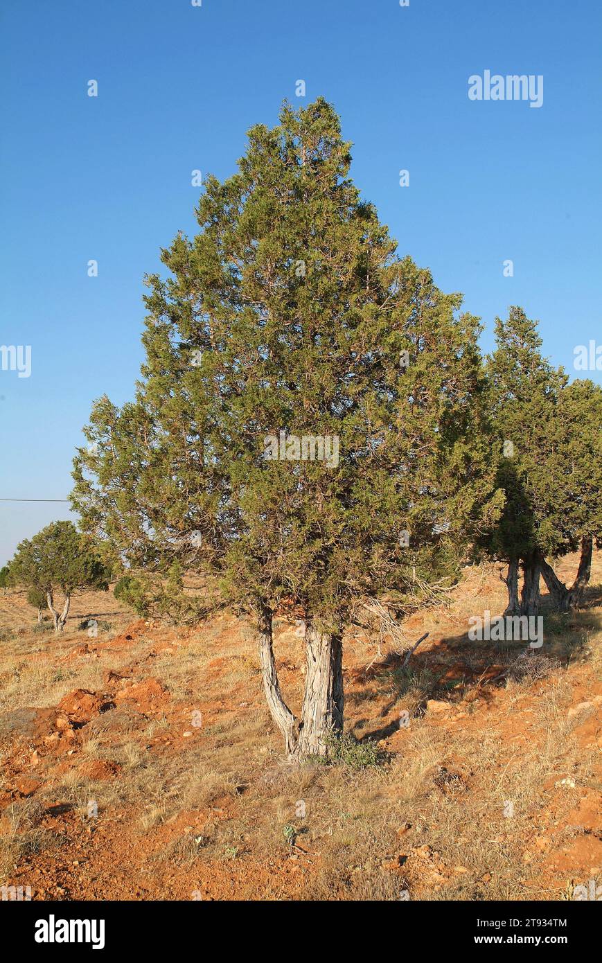 Greek juniper (Juniperus excelsa) is a small tree or shrub native to eastern Mediterranean region. This photo was taken in Turkey. Stock Photo