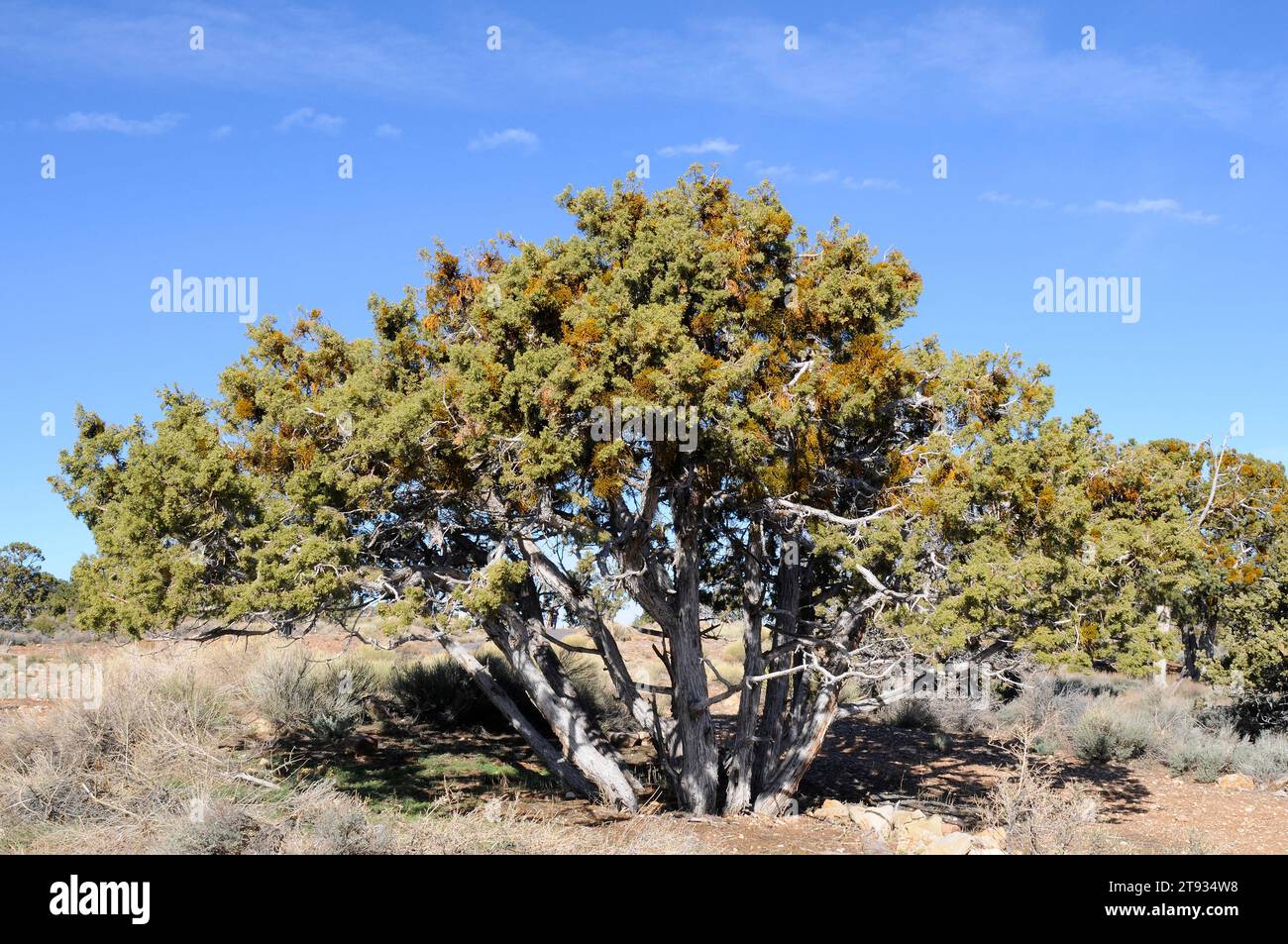 Utah juniper (Juniperus osteosperma) is a shrub or small tree native to southwestern USA. Specimen affected by juniper dwarf mistletoe (Arceuthobium o Stock Photo