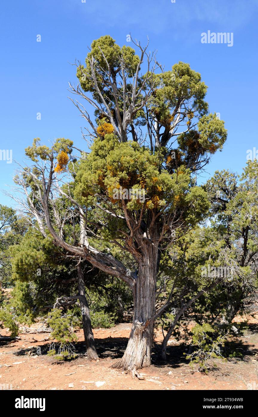 Utah juniper (Juniperus osteosperma) is a shrub or small tree native to southwestern USA. Specimen affected by juniper dwarf mistletoe (Arceuthobium o Stock Photo