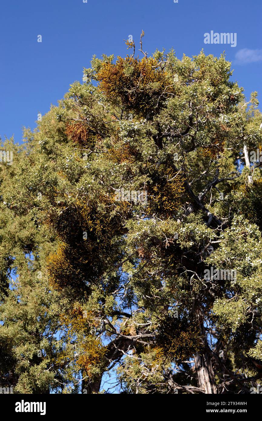 Utah juniper or eastern juniper (Juniperus osteosperma) is a shrub or small tree native to southwestern USA. Specimen affected by juniper dwarf mistle Stock Photo