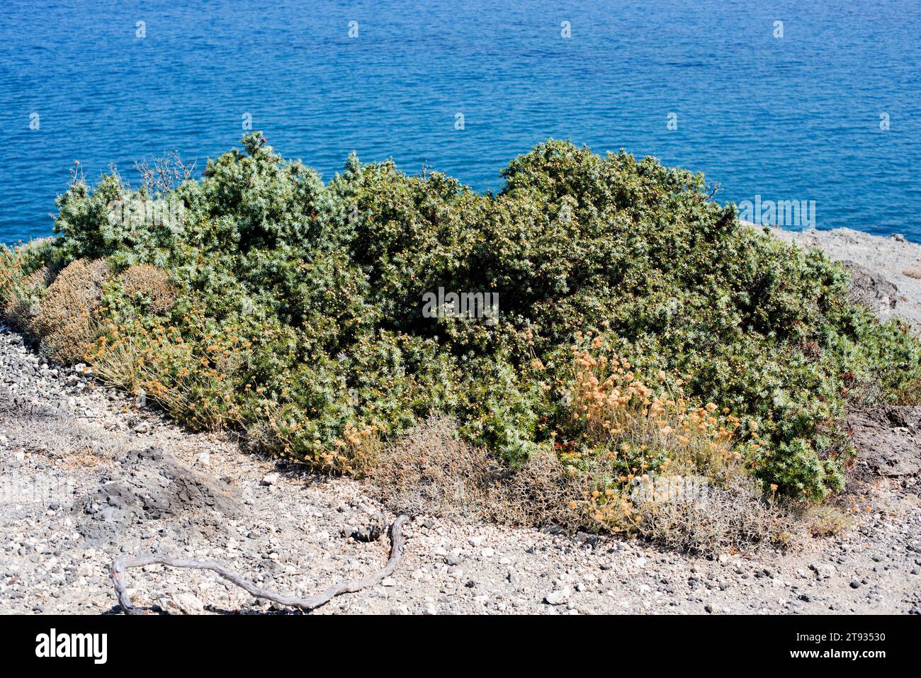 Cade juniper or prickly juniper (Juniperus oxycedrus) is a shrub or ...