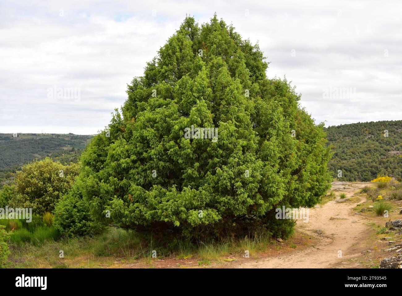 Cade juniper or prickly juniper (Juniperus oxycedrus) is a shrub or ...