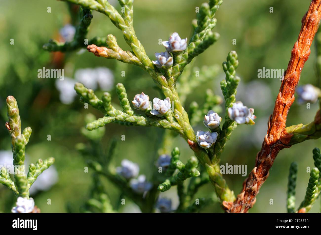Phoenicean juniper or arar (Juniperus phoenicea) is a shrub native to