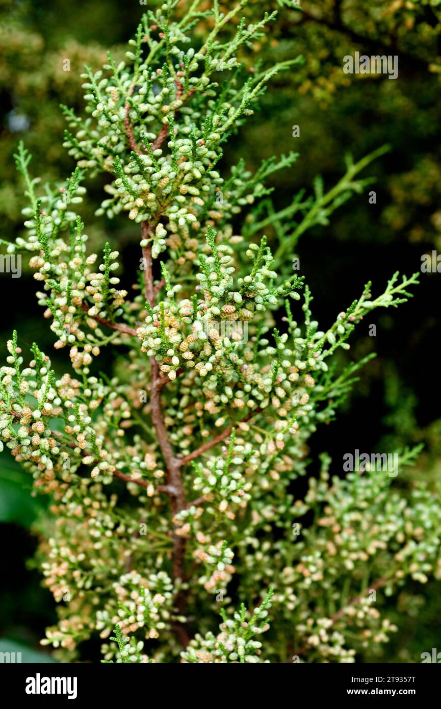 Phoenicean juniper or arar (Juniperus phoenicea) is a shrub native to