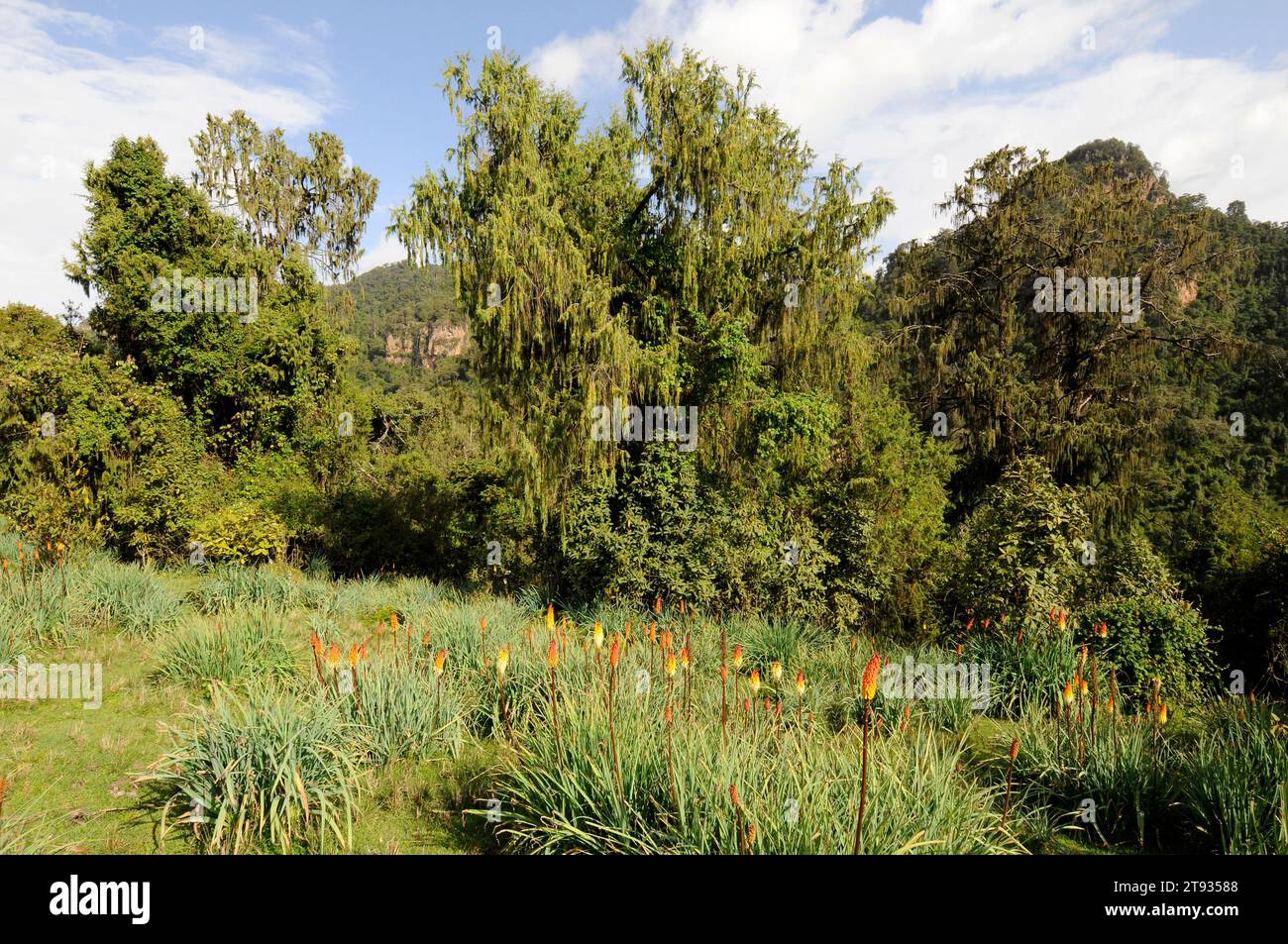 African juniper or african pencil cedar (Juniperus procera) in background and red hot poker or torch lily (Kniphofia foliosa) in foreground. This phot Stock Photo