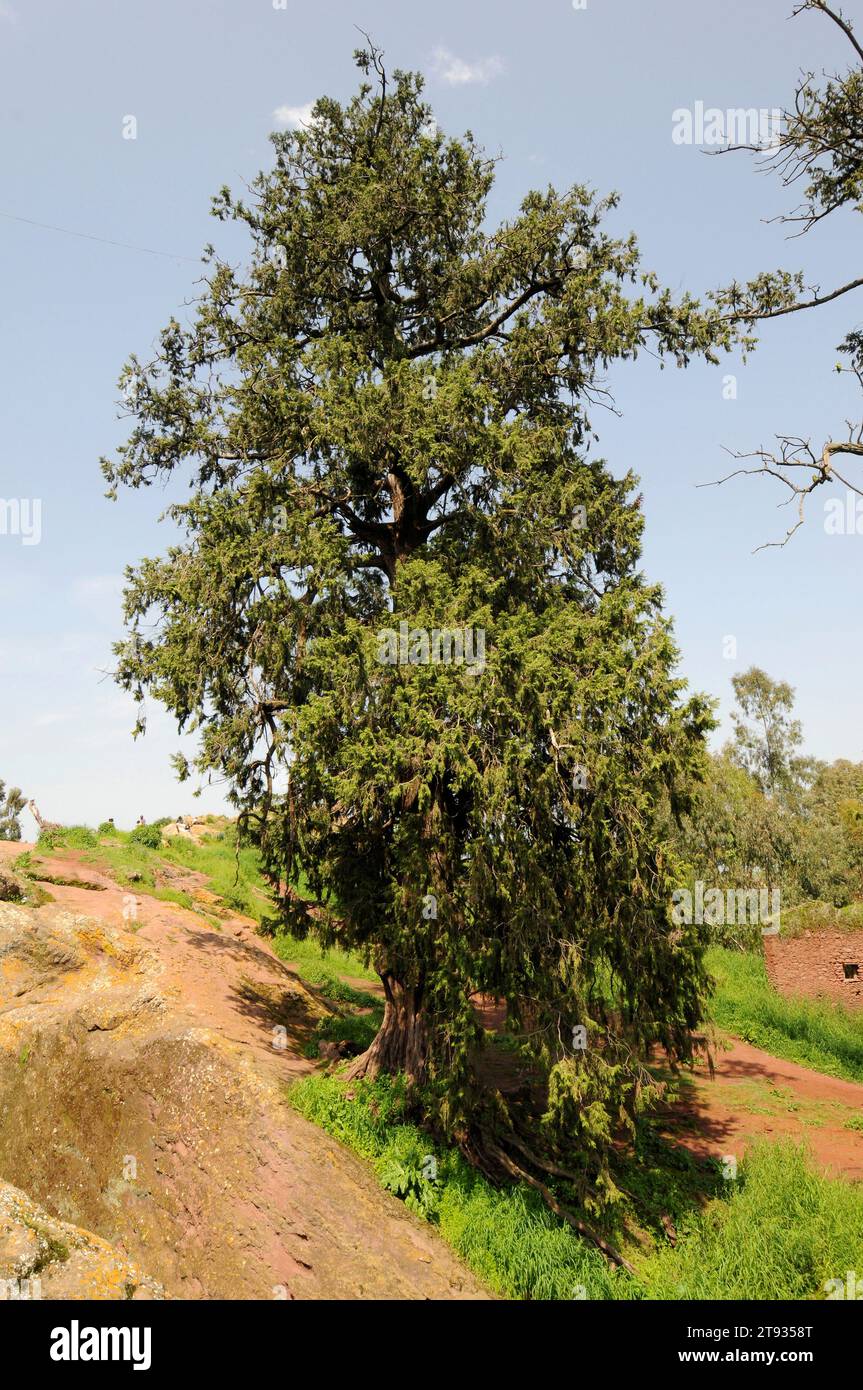 African juniper or african pencil cedar (Juniperus procera) is a coniferous tree native to Africa and Arabia mountains. This photo was taken in Lalibe Stock Photo
