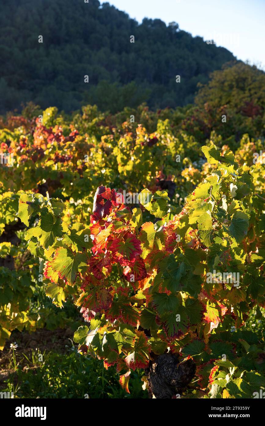 plants de vigne au lever du soleil un matin d'automne dans le vignoble de l'AOC Bandol au Brulat commune du Castelet dans le var Stock Photo