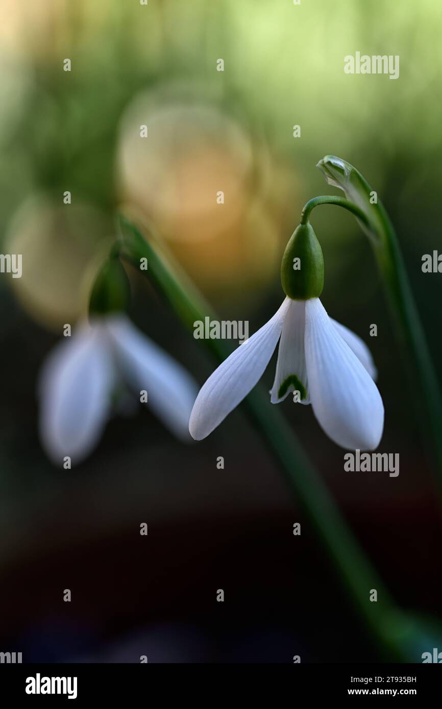 Galanthus alpinus var alpinus,sub alpine snowdrop,Snowdrop,snowdrops,spring,flower,flowers,RM Floral Stock Photo