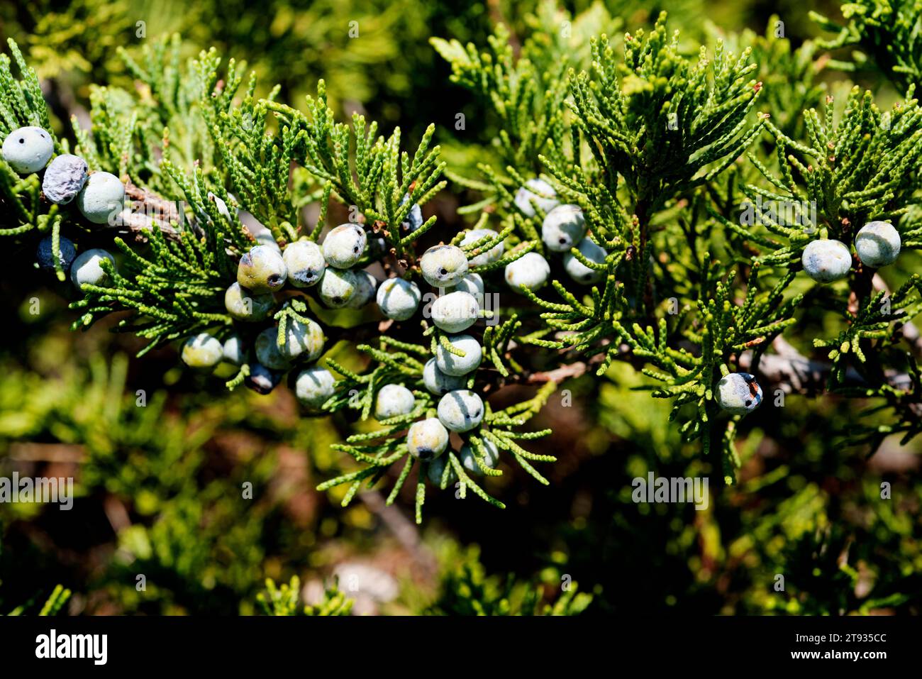 Savin juniper (Juniperus sabina) is a poisonous prostrate shrub native to south Europe mountains. Cones and scale-leaves detail. This photo was taken Stock Photo