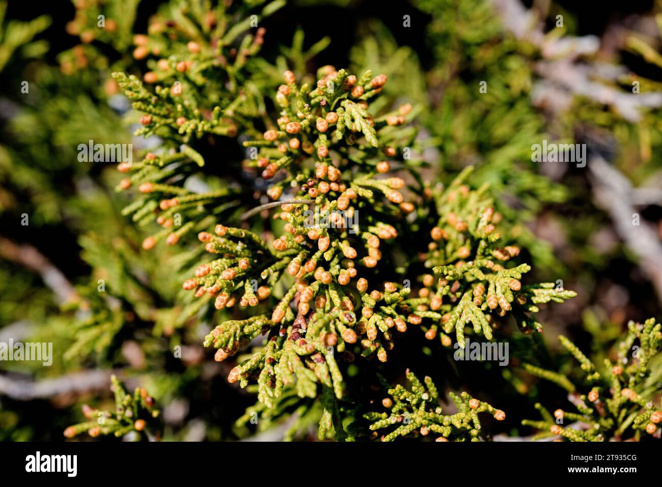 Savin juniper (Juniperus sabina) is a poisonous prostrate shrub native to south Europe mountains. Male flowers and scale-leaves detail. This photo was Stock Photo