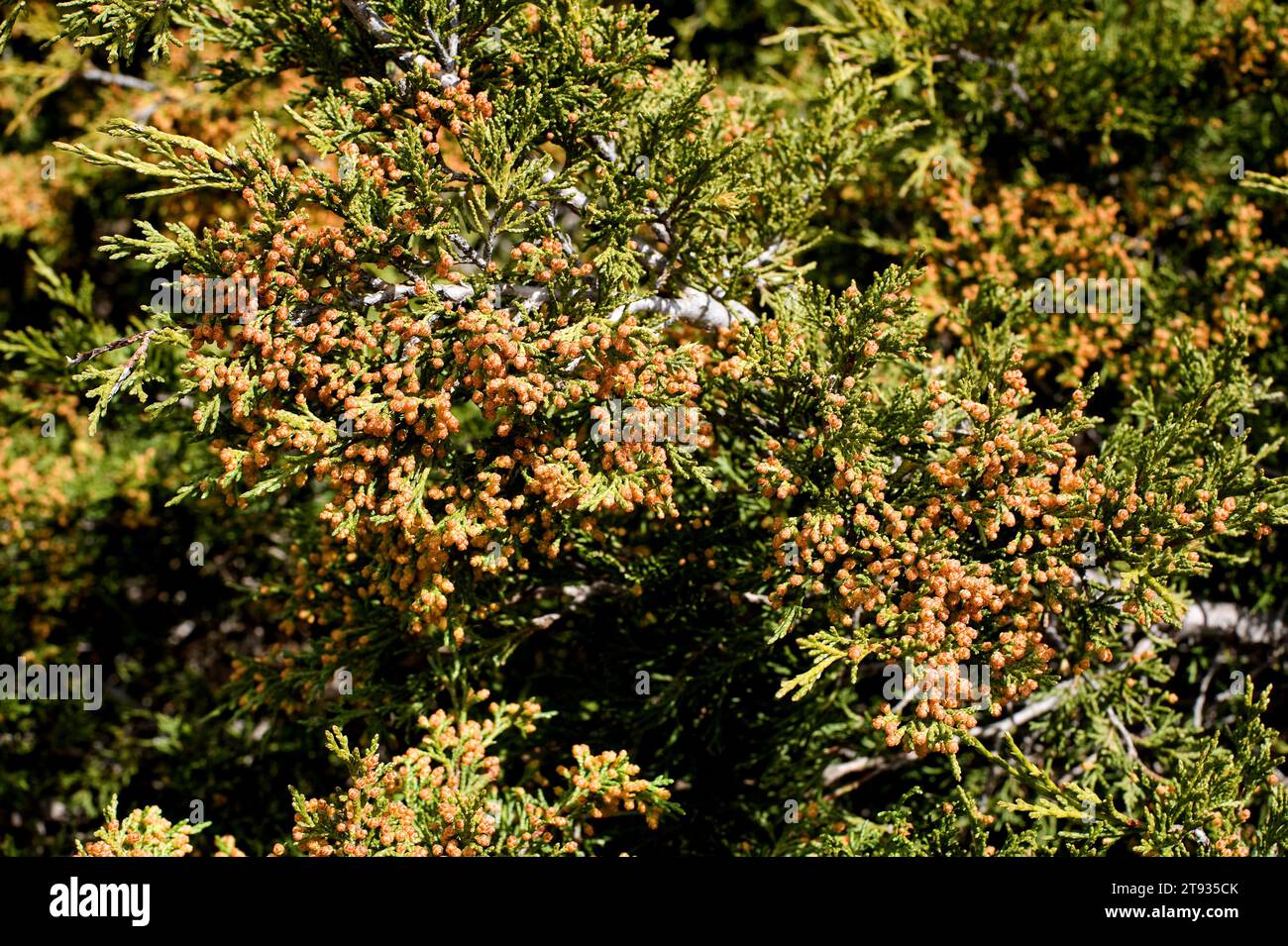 Savin juniper (Juniperus sabina) is a poisonous prostrate shrub native