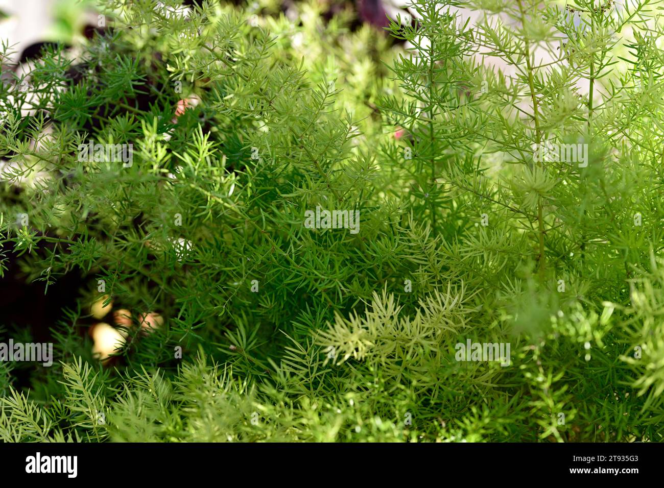 Asparagus fern hires stock photography and images Alamy