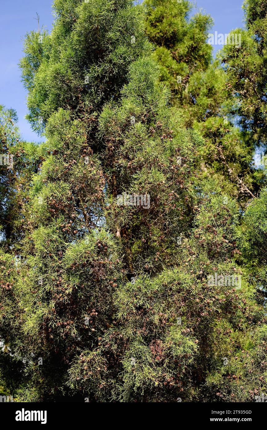 Araar, arar or sandarac (Tetraclinis articulata or Thuja articulata) is a small tree endemic to west Mediterranean region (Atlas mountains, Malta and Stock Photo