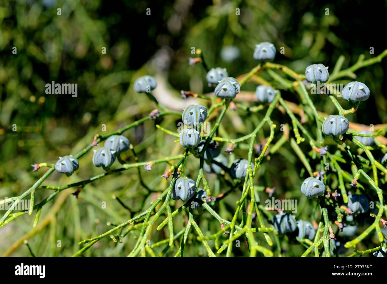 Araar, arar or sandarac (Tetraclinis articulata or Rhuja articulata) is a small tree endemic to west Mediterranean region. Cones and leaves detail. Stock Photo