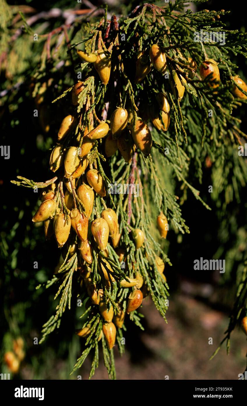Northern white cedar (Thuja occidentalis) is a evergreen tree native to southeastern Canada and northeastern USA. Cones and leaves detail. Stock Photo