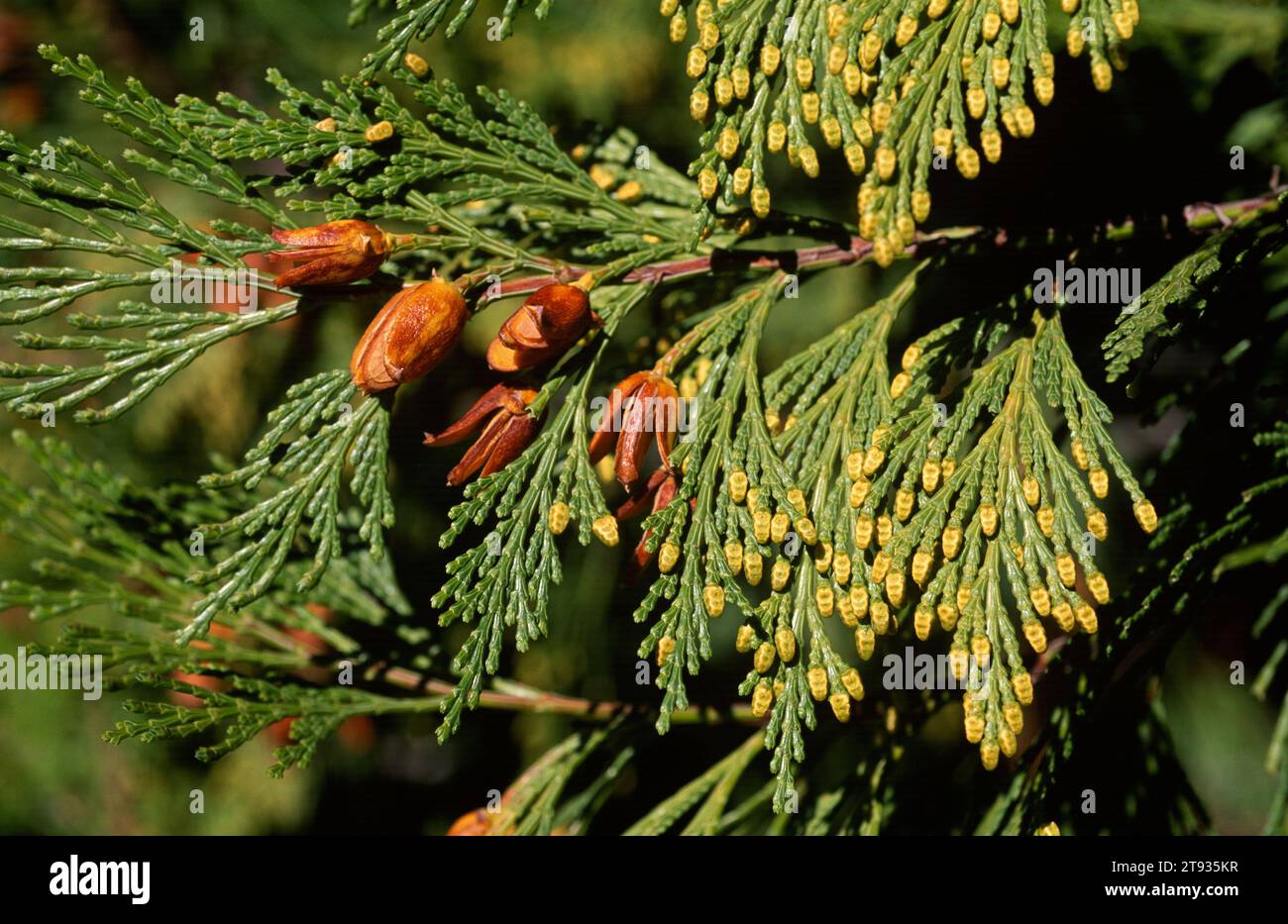 Northern white cedar (Thuja occidentalis) is a evergreen tree native to southeastern Canada and northeastern USA. Cones, male flowers and leaves detai Stock Photo