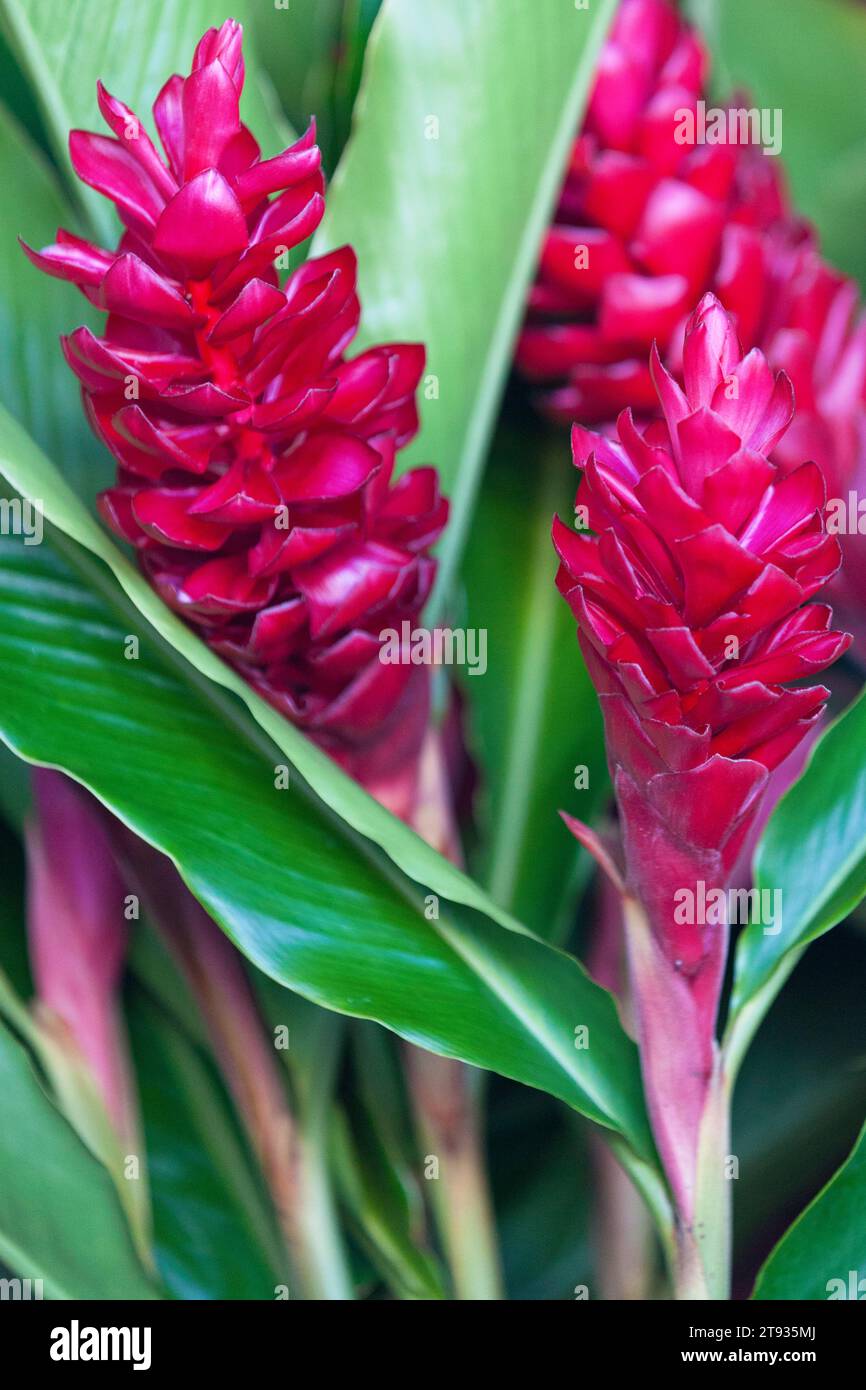 Close-up o red ginger flowers. Stock Photo